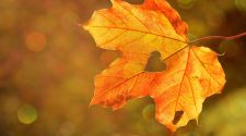 heart, leaf, autumn-1776746.jpg